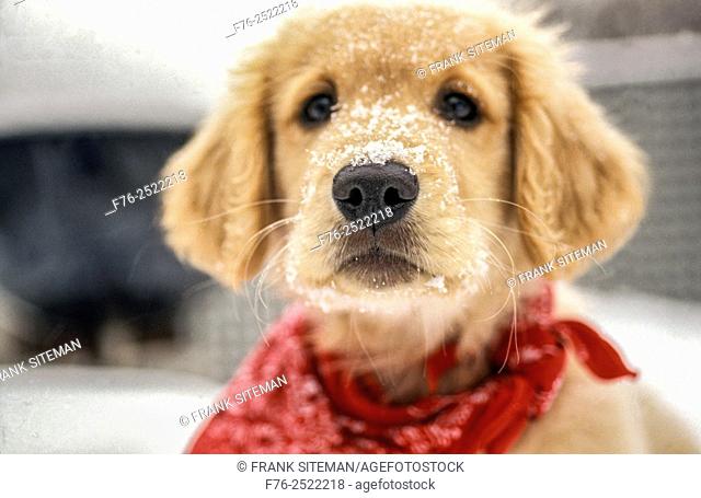 portrait of a Golden retriever puppy wearing a red bandana with snow on his nose, mr-2986