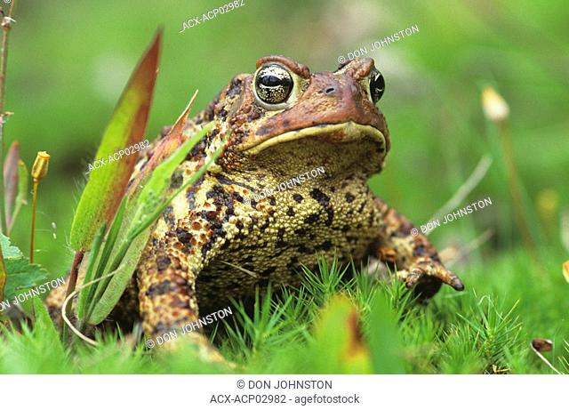 American toad buffo americanus in grass, walden ontario, canada