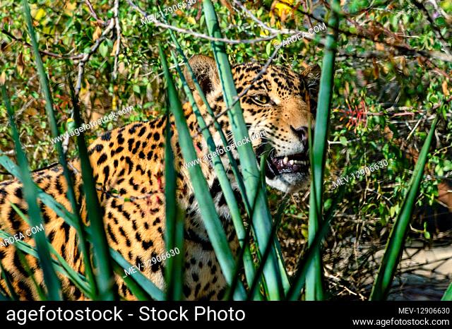 Jaguar (Panthera onca). This jaguar was photographed in the desert Southwest (captive) where a few range north from the Mexican desert into southern...