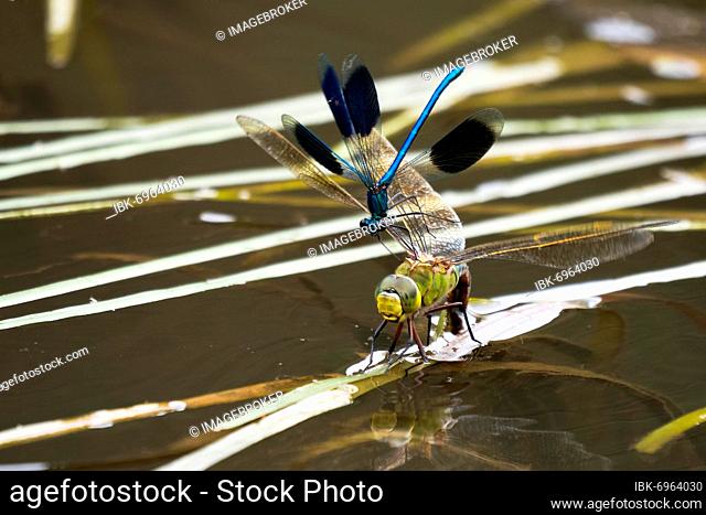 Southern Hawker (Aeshna cyanea), female, laying eggs, attacked by banded damselfly Banded demoiselle (calopteryx splendens), male, Hesse, Germany, Europe