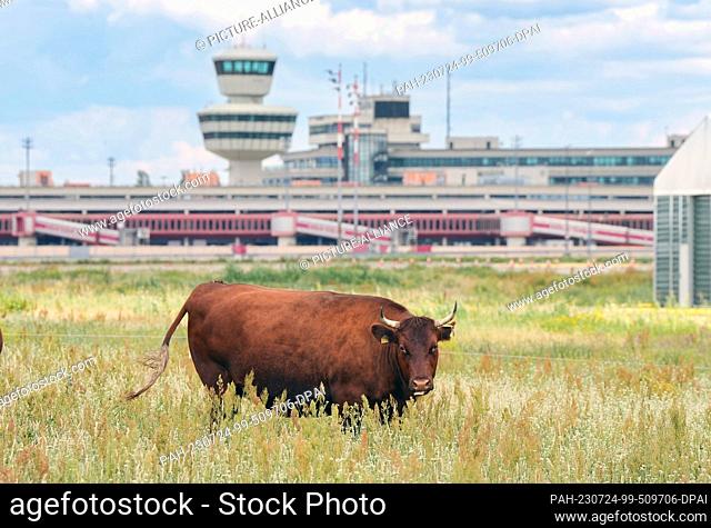 PRODUCTION - 12 July 2023, Berlin: A brown cow grazes on the site next to the taxiway of the former Berlin-Tegel Airport