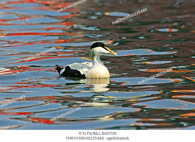 Common Eider Somateria mollissima adult male, swimming in harbour, Seahouses, Northumberland, England, june