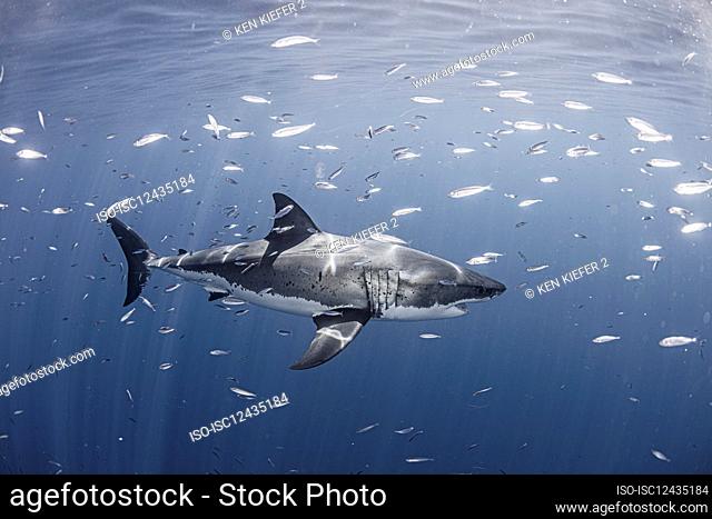 Mexico, Guadalupe Island, Great white shark and group of fish in sea