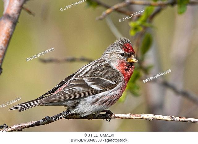 redpoll, common redpoll Carduelis flammea, male, Norway