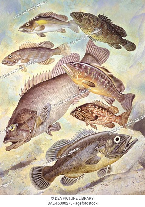 Zoology - Pisces - Osteichthyes - scorpionfishes and flatheads - Ciclopteridi - Fish lumpfish. Drawing