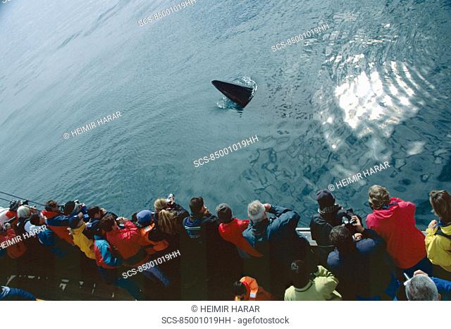 Minke whale Balaenoptera acutorostrata spy hopping near a whale-watching boat Husavik, Iceland