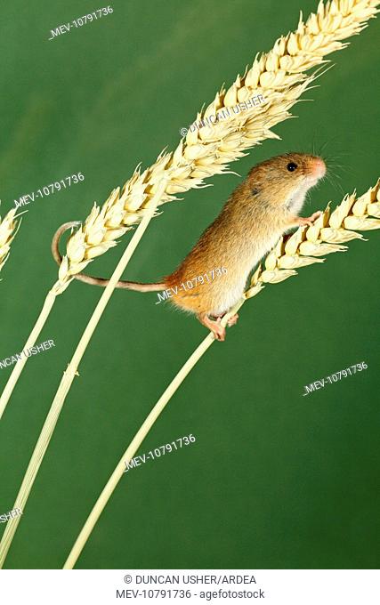 Harvest Mouse - climbing using prehensile tail, between wheat stalks (Micromys minutus)