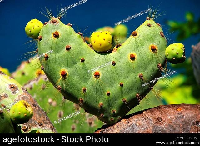 Galapagos prickly pear in heart shape on Rabida Island, Galapagos National Park, Ecuador. It is endemic to the Galapagos Islands