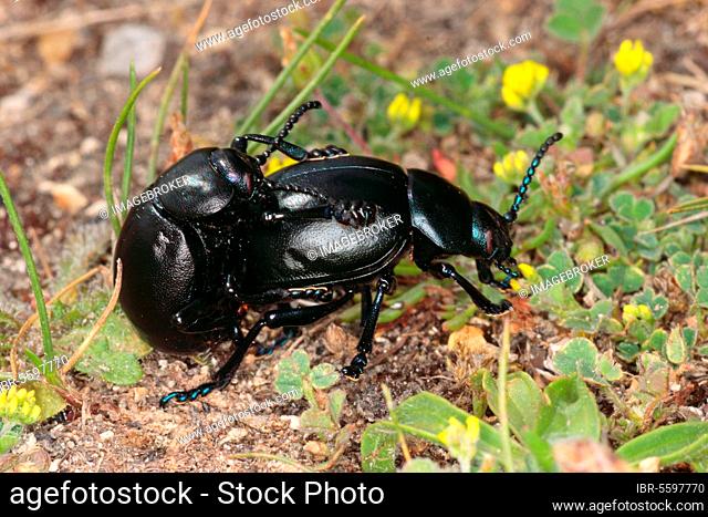 Bloody-nosed Beetle (Timarcha tenebricosa) adult pair, mating, on gravel path, East Wears, Portland, Dorset, England, United Kingdom, Europe