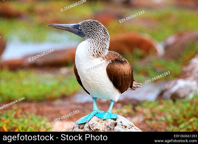 Blue-footed Booby (Sula nebouxii) on North Seymour Island, Galapagos National Park, Ecuador