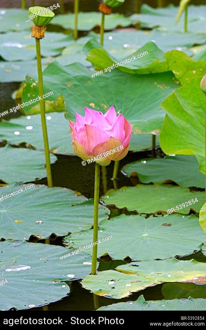 East Indian Lotus (Nelumbo nucifera), Thailand, Asia
