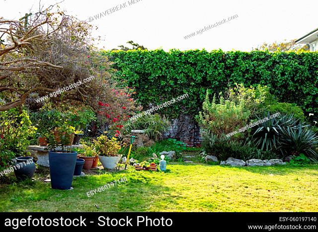 View of pots, plants, tree and hedge in backyard