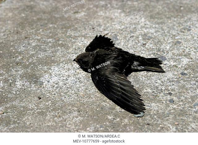 Swift - young which has fallen from nest and is unable to fly. (Apus apus)