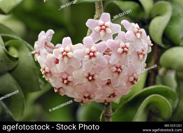 Wax plant (Hoya carnosa) (Asclepias carnosa), Porcelain flower, Silk family, Asclepiadaceae