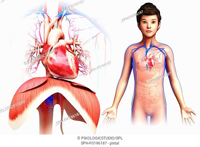Child's heart and diaphragm, illustration