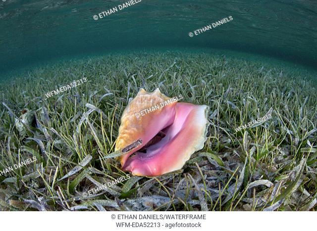 Queen Conch on seagrass meadow, Strombus gigas, Turneffe Atoll, Caribbean, Belize