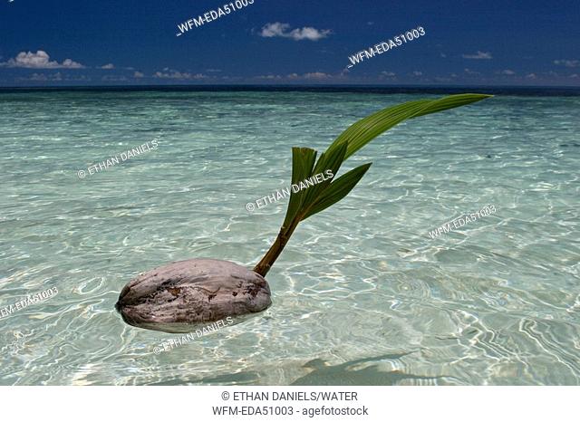 Germinated Coconut floats in Lagoon, Cocos nucifera, Micronesia, Palau