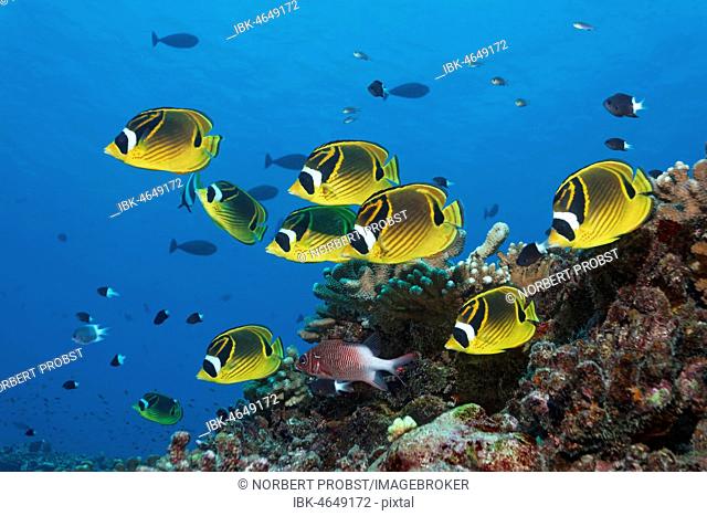 Swarm Raccoon butterflyfish (Chaetodon lunula), yellow, together with Sabre squirrelfish (Sargocentron spiniferum), swimming over coral reef, Pacific Ocean
