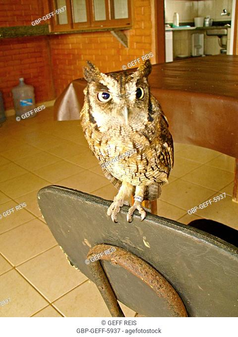 Burrowing owl, Protective Base, Sea Turtles, Comboios Biological Reserve Espírirto Santo, Brazil