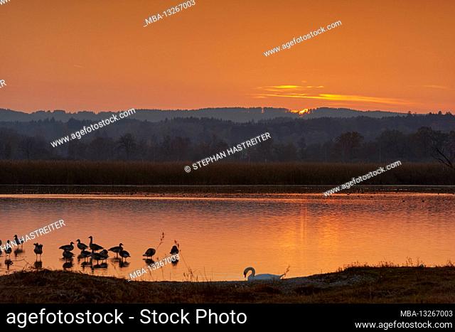Evening mood at the Ammersee with water birds