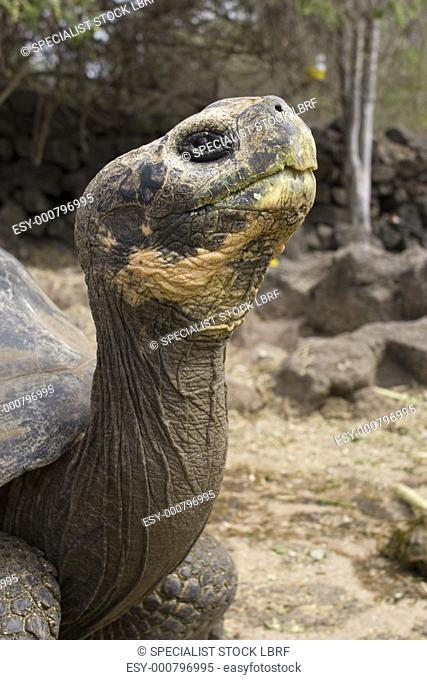Captive Galapagos giant tortoise Geochelone elephantopus being fed at the Charles Darwin Research Station on Santa Cruz Island in the Galapagos Island Group