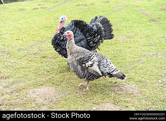 poultry, Czech Turkey, Meleagris gallopavo f. domestica ""Czech Turkey"" (CTK Photo/Libor Sojka)