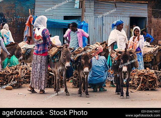 AXUM, ETHIOPIA, APRIL 27th 2019: Ethiopian people selling firewood loaded on dirty donkeys on the main street of Aksum on April 27, 2019 in Aksum