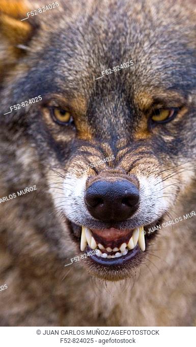 Iberian Wolf (Canis lupus)