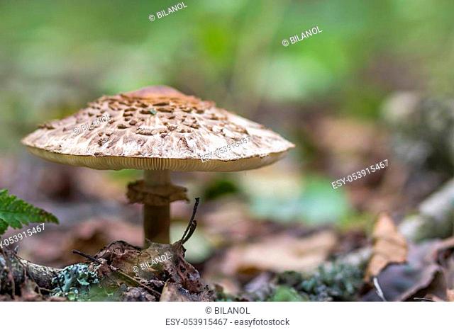Big poisonous mushroom in forest macro