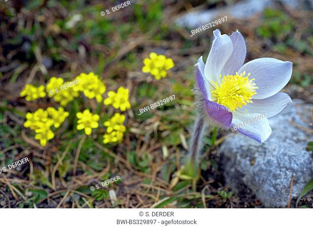 spring anemone, pasque flower (Pulsatilla vernalis), flower, Italy, South Tyrol, Dolomites, Fanes National Park