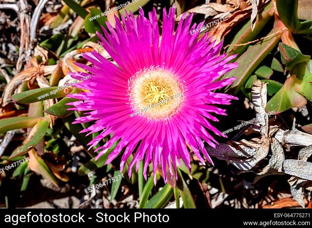 Hottentots fig flowers on the Elba Island. Freeeway iceplant flower also known as Hottentot-fig, ice Plant, kaffir Fis, Pig face or Carpobrotus edulis