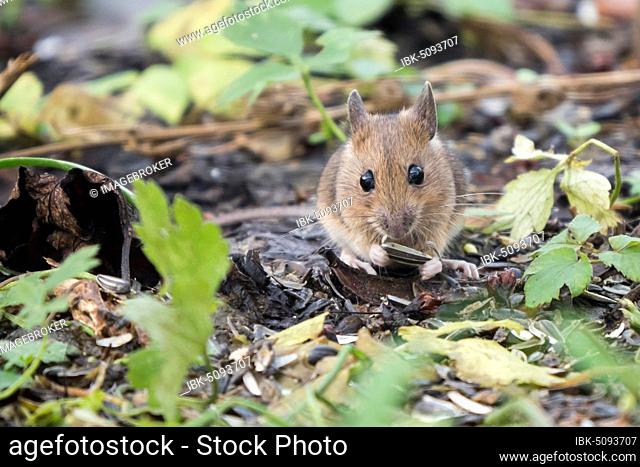 Wood mouse (Apodemus sylvaticus) eats sunflower seed, Hesse, Germany, Europe