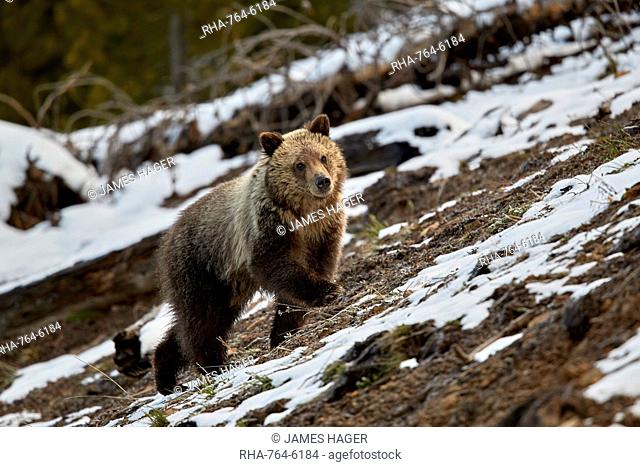 Grizzly Bear (Ursus arctos horribilis), yearling cub, Yellowstone National Park, UNESCO World Heritage Site, Wyoming, United States of America, North America