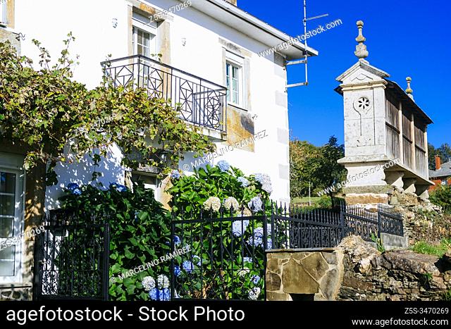 House with hortensia flowers, Hydrangea macrophylla, on the facade and granary. French Way, Way of St. James. Castromaior, Portomarín, Lugo, Galicia, Spain