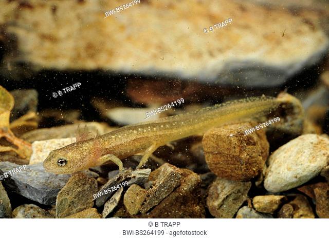 Northern Spectacled Salamander Salamandrina perspicillata , larva in the water, Italy, Tuscany