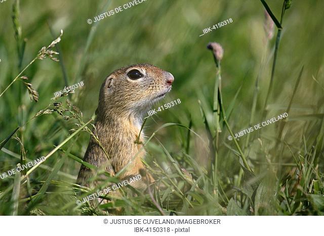 European ground squirrel or European souslik (Spermophilus citellus) looking out of its earthworks in a meadow, Balaton Uplands National Park