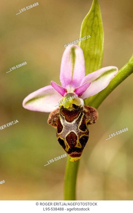 Ophrys scolopax , Spring orchid, Montseny nature reserve, Spain