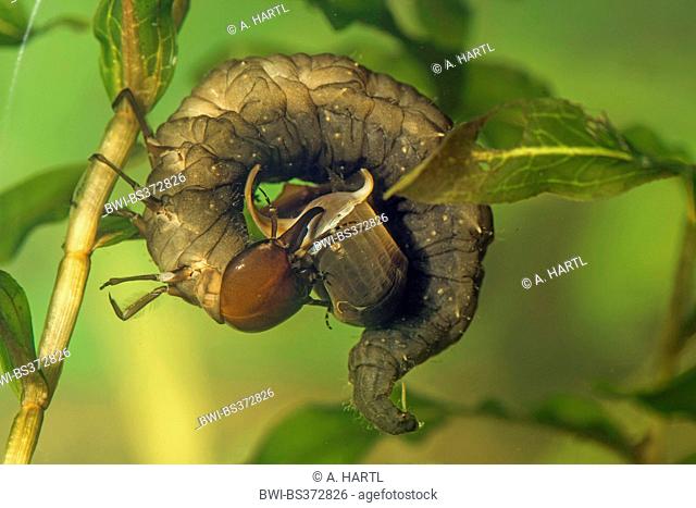 Greater silver beetle, Great black water beetle, Great silver water beetle, Diving water beetle (Hydrophilus piceus, Hydrous piceus), larva feeds great ramshorn