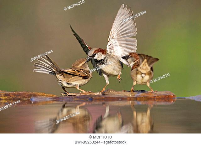 house sparrow Passer domesticus, two males and one female sitting quarreling at the stone shore of a water place, Germany, Rhineland-Palatinate
