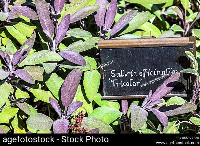 Culinary herb background - Salvia officinalis ‘Tricolor’ Sage