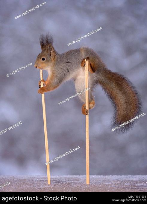red squirrel is balancing on stilts