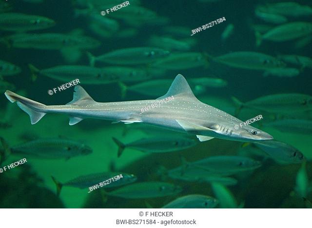 stellate smooth-hound, starry smooth-hound Mustelus asterias, swimming in front of a fish school