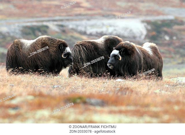 Musk oxen Dovre Norway NP