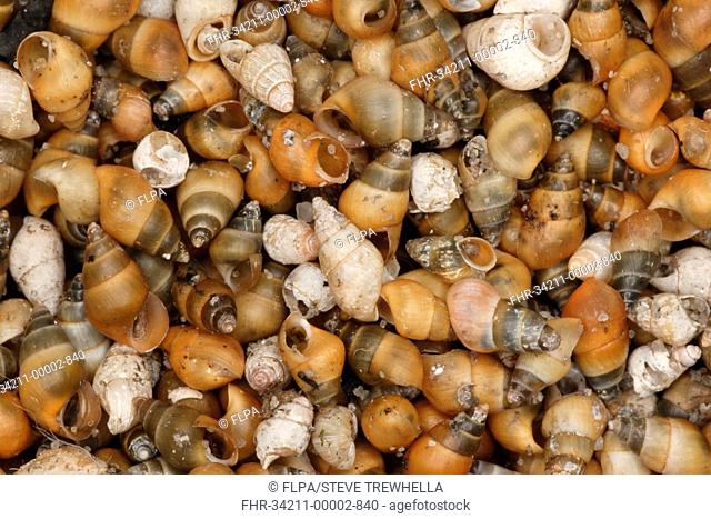 Laver Spire Shell Hydrobia ulvae empty shells, washed up on strandline, Poole Harbour, Dorset, England, july