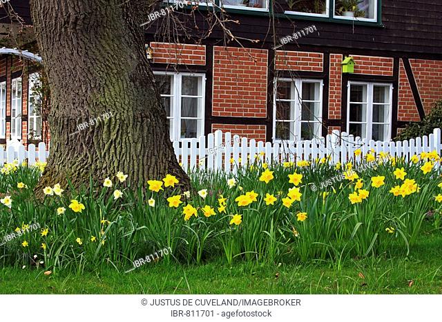 Spring garden with flowering daffodils (Narcissus spec.), an old English Oak (Quercus robur), white picket fence and timbered house, Schleswig-Holstein, Germany