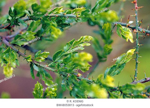 Kangaroo thorn, Prickly Wattle, Paradox Acacia (Acacia paradoxa, Acacia armata), branches