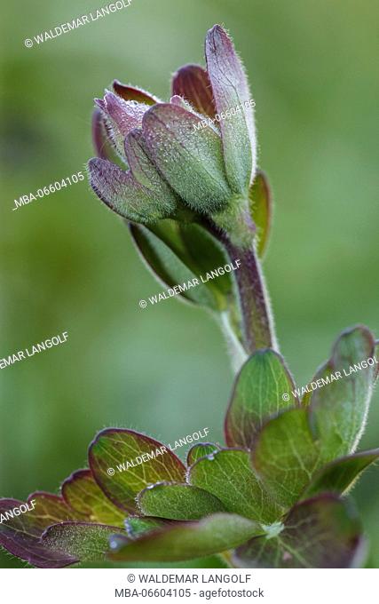 Aquilegia Vulgaris hybrid 'Black of Barlow' in the bud, spring