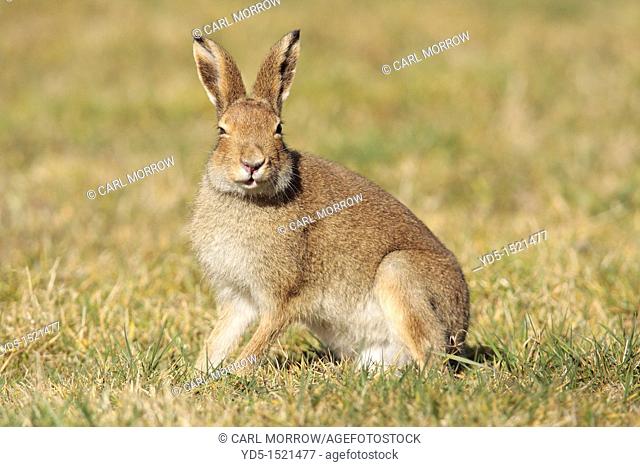 Irish Hares Lepus timidus hibernicus