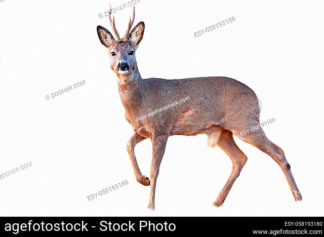 Roe deer buck in winter coating with antlers walking facing camera isolated on white. Cut out male animal with leg in the air on white background