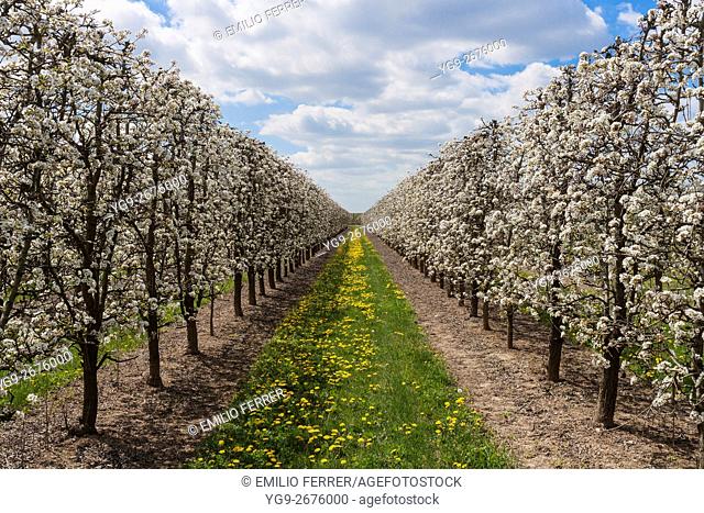 Field with pear tres in flower